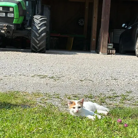 Apartament Frische Bergluft Und Laendlicher Charme - Ihr Aktiver Urlaub Am Muehlauhof Mühlbach am Hochkönig